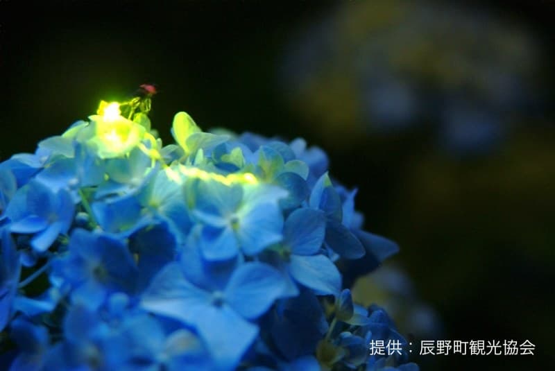 紫陽花に止まるゲンジボタル