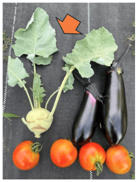 Harvested kohlrabi with tomatoes and eggplants in Suginami